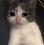 Image result for Sad Cat Meme Template