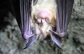 Image result for Mediterranean Horseshoe Bat