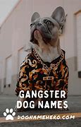 Image result for American Gangster Dog