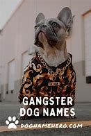 Image result for Gangster Dog Army