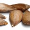 Image result for Apple Seed PNG