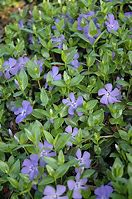 Image result for Darts Blue Vinca Ground Cover