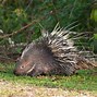 Image result for Porcupine Quills in Dogs Face