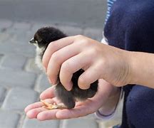 Image result for Babies Holding Chicken