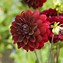 Image result for Dahlia Dark Stars and Stripes