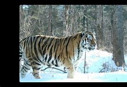 Image result for Tiger Largest Cat
