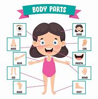Image result for My Body Clip Art