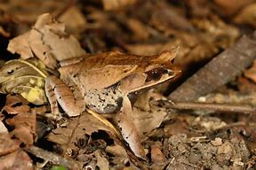 Image result for Leaf Horned Frog
