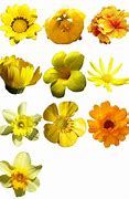 Image result for Yellow Flower No Background