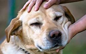 Image result for Person Petting Dog