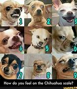 Image result for How Are You Feeling Today Dog Chart