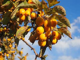 Image result for Crab Apple Yellow Inside