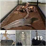 Image result for Real Bones of Mermaids