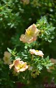 Image result for Potentilla fruticosa Bella Apple