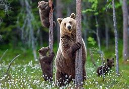 Image result for Big Bear Zoo Animals