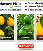 Image result for Citrus Hybrids