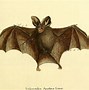 Image result for Vintage Bat Art