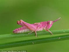 Image result for Rare Pink Grasshopper