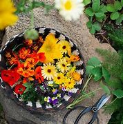 Image result for Edible Flowers for Humans