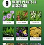 Image result for Wisconsin Plants with Pickers