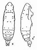 Image result for "subeucalanus Monachus". Size: 77 x 103. Source: copepodes.obs-banyuls.fr