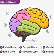 Image result for 10 Parts of the Brain