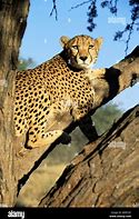 Image result for Cheetah in a Tree