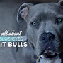 Image result for Pit Bull Puppy with Blue Eyes