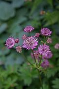 Image result for Astrantia major Star of Beauty