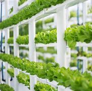 Image result for Hydroponics Background