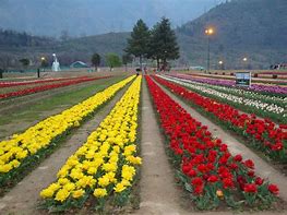Image result for Tulip Garden Srinagar