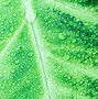 Image result for Leafy Green Backdrop