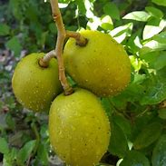 Image result for Golden Apple Caribbean