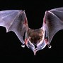 Image result for Cute Bat Background Pink Computer