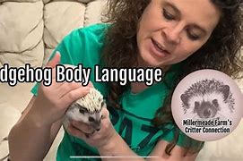 Image result for Hedgehog Body Language