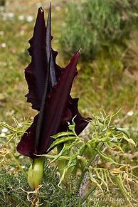 Image result for Dracunculus vulgaris