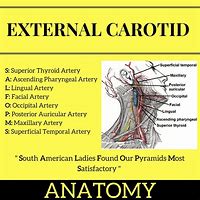 Image result for Carotid Anatomy Diagram