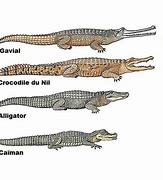 Image result for Alligator Crocodile Caiman Differences