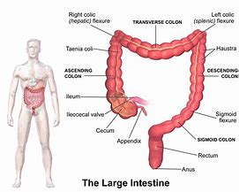 Image result for Diagram of Colon with CM