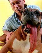 Image result for Boxer Dog Longest Tongue