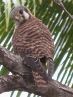 Image result for Falco sparverius