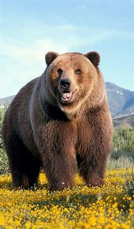 Image result for Bear iPhone Wallpaper