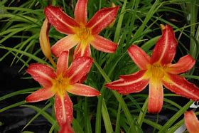 Image result for Hemerocallis On and On