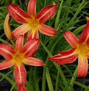 Image result for Hemerocallis 