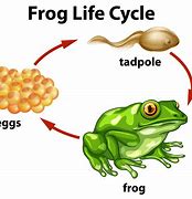 Image result for Life of a Frog