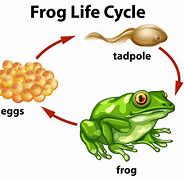 Image result for Life Cycle of a Frog Clip Art