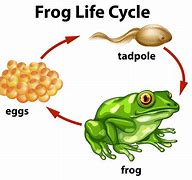 Image result for Frog Science Life Cycle