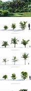 Image result for Free Ground Plant Model