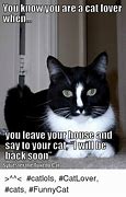 Image result for Funny Tuxedo Cat Memes