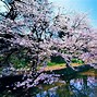 Image result for Blue Cherry Blossom Tree